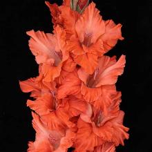 ГЛАДИОЛУС ЛЕТНИЙ ЭТЮД 3шт-пакет