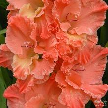 ГЛАДИОЛУС БАРБИЗОН 10шт-пакет детка