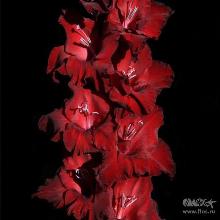 ГЛАДИОЛУС МАРОКАНЕЦ 10шт-пакет детка