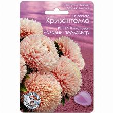 АСТРА ХРИЗАНТЕЛЛА РОЗОВЫЙ ПЕРЛАМУТР 30 ШТ биотехника
