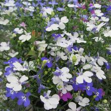 ЛОБЕЛИЯ АМПЕЛЬНАЯ горшок-с2 флос