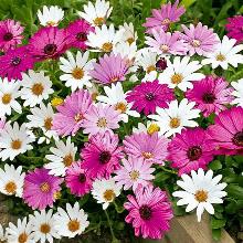 ОСТЕОСПЕРМУМ   горшок-с2 флос