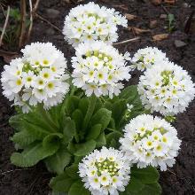 ПРИМУЛА МЕЛКОЗУБЧАТАЯ ВАЙТ горшок-с1