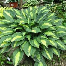 ХОСТА СТРИПТИЗ горшок-с1