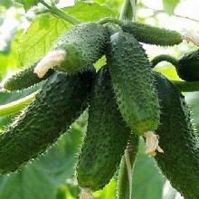 РАССАДА ОГУРЕЦ ПАРТЕНОКАРПИЧЕСКИЙ АМУР кассета-6шт