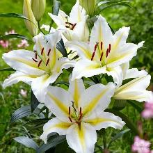 ЛИЛИЯ БАФЕРРАРИ ВОСТОЧНЫЙ ГИБРИД горшок-с1