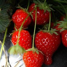 РАССАДА КЛУБНИКА РЕМОНТАНТНАЯ СИЖОЗЕ горшок-с1