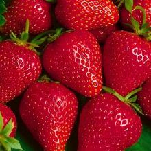 РАССАДА КЛУБНИКА РЕМОНТАНТНАЯ ЭВЕРЛИ горшок-с1