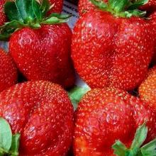 РАССАДА КЛУБНИКА СКАЛА горшок-с1