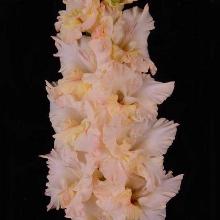 ГЛАДИОЛУС КАНТРИ 10шт-пакет детка