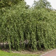 ИВА УРАЛЬСКАЯ ИЗВИЛИСТАЯ ПЛАКУЧАЯ горшок-с1