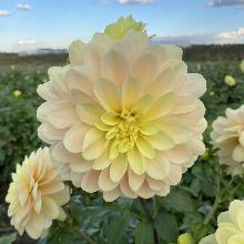 Нажмите чтобы увеличить изображение