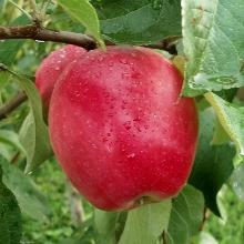 ЯБЛОНЯ КОЛОНОВИДНАЯ АЛЫЕ ПАРУСА горшок-с3