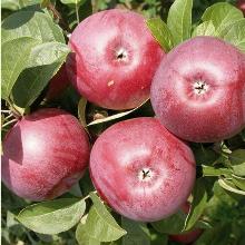 ЯБЛОНЯ КОЛОНОВИДНАЯ ТАМАРА горшок-с3