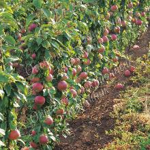 ЯБЛОНЯ КОЛОНОВИДНАЯ ОСЕННЕЕ КРАСНОЕ горшок-с3