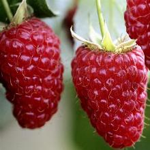 МАЛИНА КРУПНОПЛАДНАЯ ГИГАНТ МОСКОВСКИЙ горшок-с3