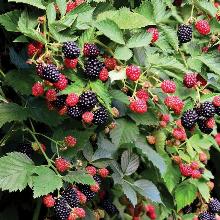 ЕЖЕВИКА САДОВАЯ   горшок-с3