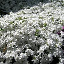 Нажмите чтобы увеличить изображение