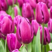 ТЮЛЬПАН ПУРПЛ ФЛАГ 3шт-пакет