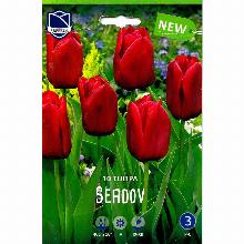 ТЮЛЬПАН СЕДОВ 10шт-карточка lefeber