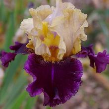 ИРИС БОРОДАТЫЙ РЕГАР СОМБР пакет