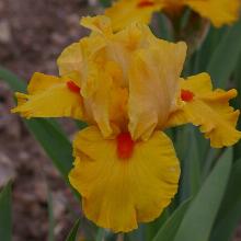 ИРИС БОРОДАТЫЙ ЖЮС ДЕ ПОМ пакет