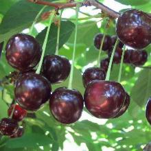 ВИШНЯ ТАМАРИС пакет