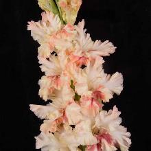 ГЛАДИОЛУС БЛЮЗМЭН 3шт-пакет