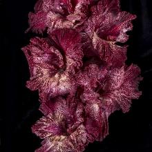 ГЛАДИОЛУС ГИПЕРПРОСТРАНСТВО 3шт-пакет