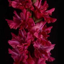 ГЛАДИОЛУС ДОКТОР ВЛАДОМЕУТЕ 3шт-пакет