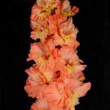 ГЛАДИОЛУС ИРИНА СЛУЦКАЯ 3шт-пакет