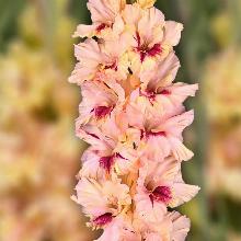 ГЛАДИОЛУС ЛЕПОТА 3шт-пакет