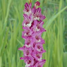 ГЛАДИОЛУС ЛЕСТНИЦА В НЕБО 3шт-пакет