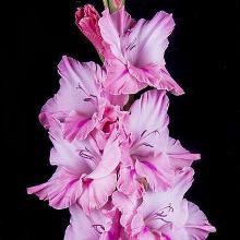 ГЛАДИОЛУС НЕБОСКРЕБ 3шт-пакет