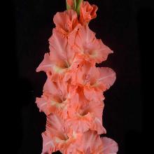 ГЛАДИОЛУС ПОРОСЕНОК ФУНТИК 3шт-пакет