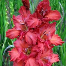 ГЛАДИОЛУС ДЖАНГЛ ФЛАУЭР 3шт-пакет