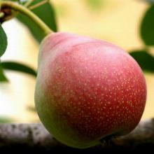 ГРУША НИКА пакет