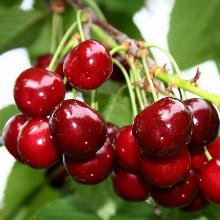 ЧЕРЕШНЯ МИНЧАНКА пакет