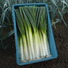 РАССАДА ЛУК ПОРЕЙ ФОРРЕСТ кассета-9шт