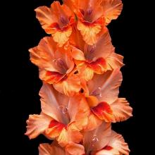 ГЛАДИОЛУС КОРОЛЕВА ЭСТРАДЫ 10шт-пакет детка