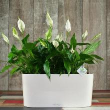 СПАТИФИЛЛУМ   горшок-с3 флос