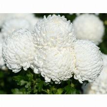 Нажмите чтобы увеличить изображение