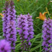 ЛИАТРИС СИРЕНЕВЫЙ пакет