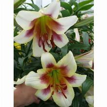 Нажмите чтобы увеличить изображение