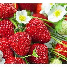 РАССАДА КЛУБНИКА РИТМ горшок-с1