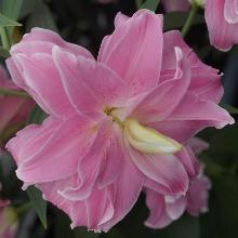 ЛИЛИЯ ЛОТУС ДЖОЙ ВОСТОЧНЫЙ ГИБРИД горшок-с1