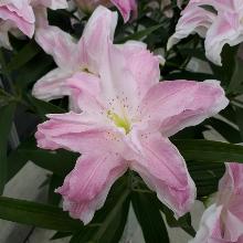 ЛИЛИЯ ЛОТУС КУИН ВОСТОЧНЫЙ ГИБРИД горшок-с1