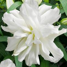 ЛИЛИЯ ЛОТУС АЙС ВОСТОЧНЫЙ ГИБРИД горшок-с1