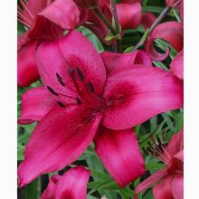 ЛИЛИЯ НОВЕМБЕР РЕЙН АЗИАТСКИЙ ГИБРИД горшок-с1