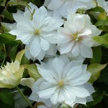 КЛЕМАТИС ДАНСИНГ ДОРИН горшок-с1